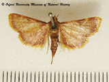Hypsopygia mauritialis